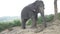 Elephant on the hill in Phuket