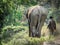 Elephant and his keeper head off home. Trekking in northern Thailand