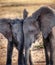 Elephant huddling their heads together