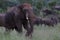 Elephant in Hwage National Park, Zimbabwe, Elephant, Tusks, Elephant`s Eye Lodge