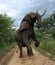 Elephant in Hwage National Park, Zimbabwe. Rearing Up, on Two Legs. Elephant, Tusks, Elephant`s Eye Lodge