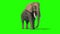 Elephant Idle Short Tusks Front Green Screen 3D Rendering Animation 4K