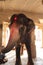 Elephant inside Virupaksha Temple at Hampi, Karnataka - World Heritage Site by UNESCO - India travel-religious tour