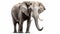 Elephant isolated on ultra white background. Generative AI