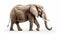 Elephant isolated on ultra white background. Generative AI