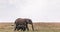 Elephant and Its Calf Walking together in the Maasai Mara Triangle National Game Reserve Park And Conservation Areas Exploring Afr