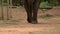 An elephant with its keeper standing on its back