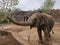 Elephant @ Jinan Wildlife World, Shandong China