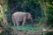 Elephant in the junge of Laos. Outside of Luang Prabang. Save the Elephants. Elephant stands calm in the forest.
