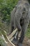 Elephant in the jungle near the Mekong river