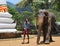 Elephant - Kandy Tooth Relic Temple (Sri Lanka)