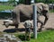 Elephant keeper with an animal for the take medical care