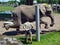 Elephant keeper with an animal for the take medical care