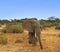 Elephant on Kenya Grasslands, Africa