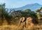 Elephant in Kenya with Kilimanjaro mount in the background, Afr