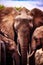 elephant in Kenya. Safari in the Masai mara Tsavo national park. The red elephants in the wild. Beautiful travel photo from Africa