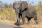 Elephant Kruger National Park