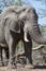 Elephant kruger national Park