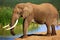 Elephant with large tusks at waterhole