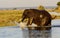 Elephant leaving the Chobe river