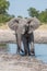 Elephant leaving water hole with turned head