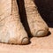 Elephant Legs Closeup