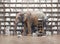 Elephant in the library