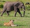Elephant & Lion on the Masai Mara