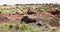 Elephant Lion and Wildebeest African Safari Scene