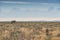 Elephant and lioness with converging paths. Namibia. Africa.