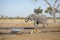 Elephant and lioness drinking at waterhole in Chobe National Park Botswana