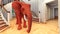 Elephant in the living room 3d rendering