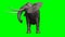 Elephant looks around and attack - green screen