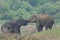 Elephant love it in the Minneriya national park.