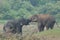 Elephant love it in the Minneriya national park.