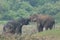 Elephant love it in the Minneriya national park.