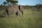 Elephant, loxodonta africana, grazing on lush green grass, with small ivory tusks