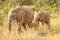 Elephant  Loxodonta Africana herd walking by, Pilanesberg National Park, South Africa.