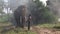 Elephant with mahout in wild