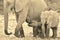 Elephant Majesty - African Wildlife Background - Life in all shapes and sizes