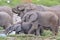 Elephant Majesty - African Wildlife Background - Trunks for Life