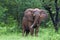 Elephant making a stance