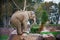 Elephant making trick on stone