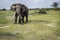 Elephant male on pasture