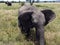 Elephant in the Masai Mara