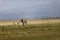 Elephant with massive tusks eating grass in the Amboseli National Park in Kenya with zebras around