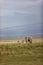 Elephant with massive tusks eating grass in the Amboseli National Park in Kenya with zebras around