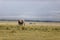 Elephant with massive tusks eating grass in the Amboseli National Park in Kenya with zebras around