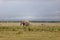 Elephant with massive tusks eating grass in the Amboseli National Park in Kenya with zebras around