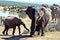 Elephant Matriarch and New Born Calf
